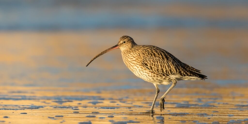 Curlew in muddy waters