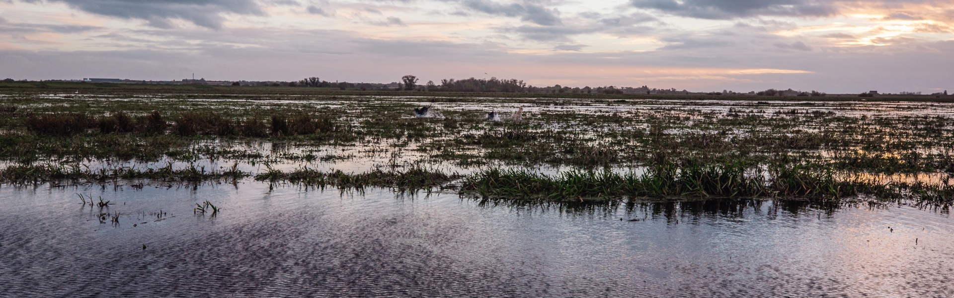 wetlands Fenland