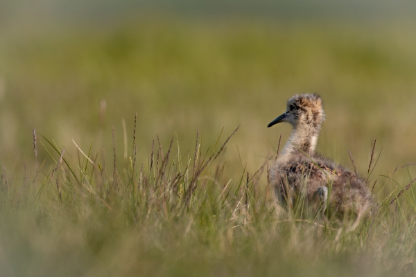 young curlew in grass