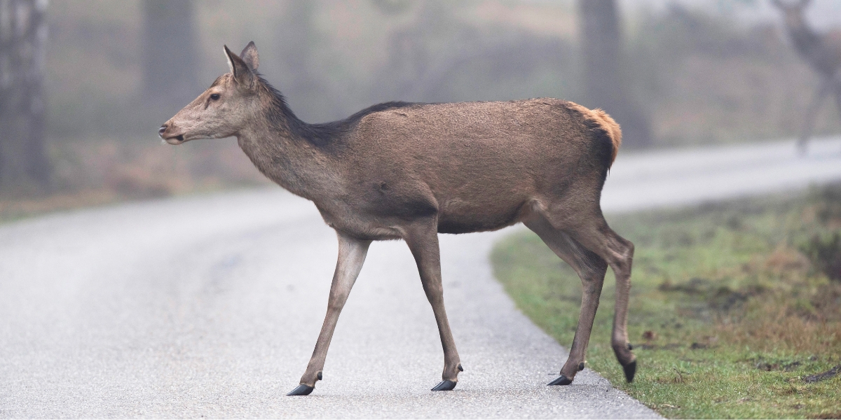 female red deer crossing a road