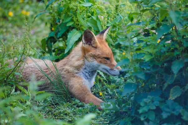 fox in cover