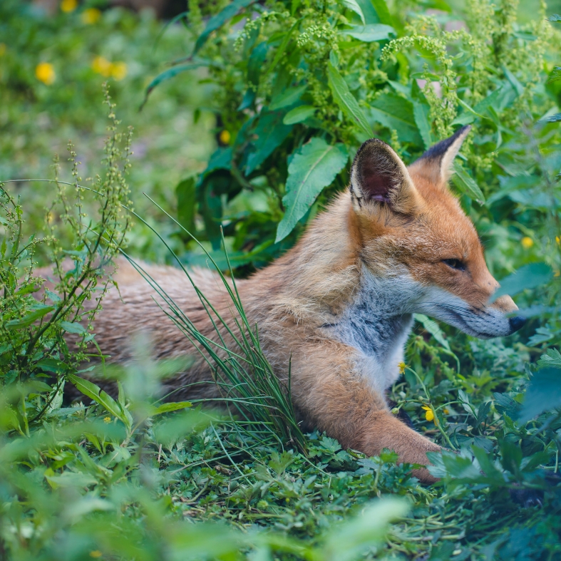 fox in cover