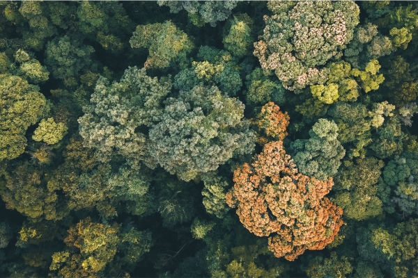 Trees from overhead