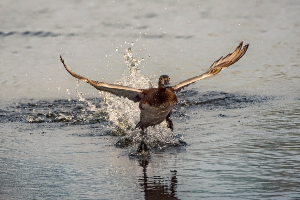 pochard taking off