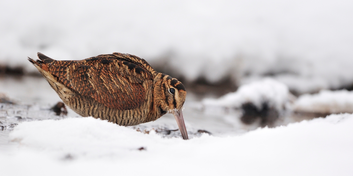 Woodcock in the snow