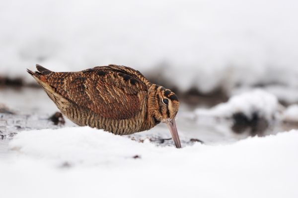 woodcock in the snow