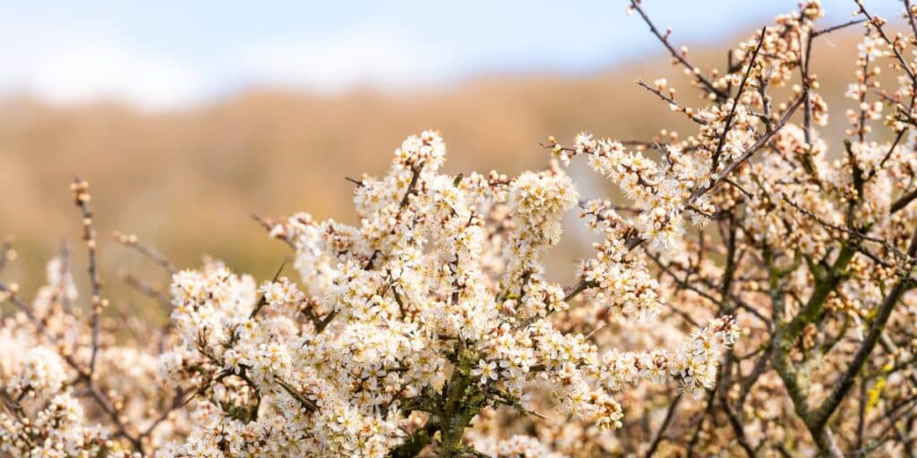 Hawthorn hedge
