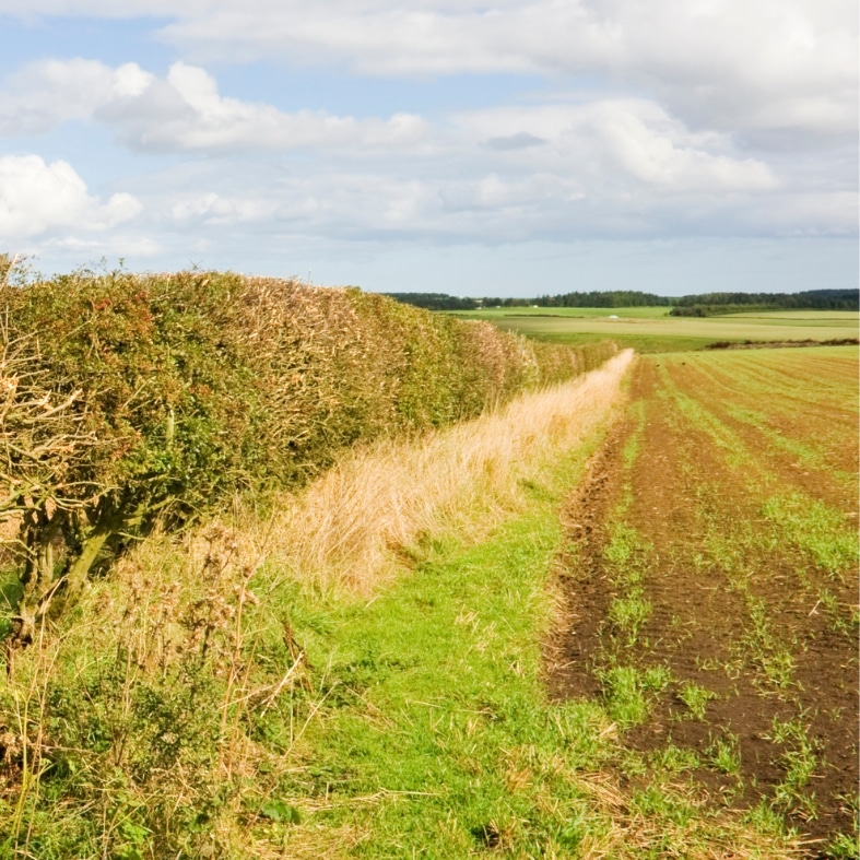 hedgerow