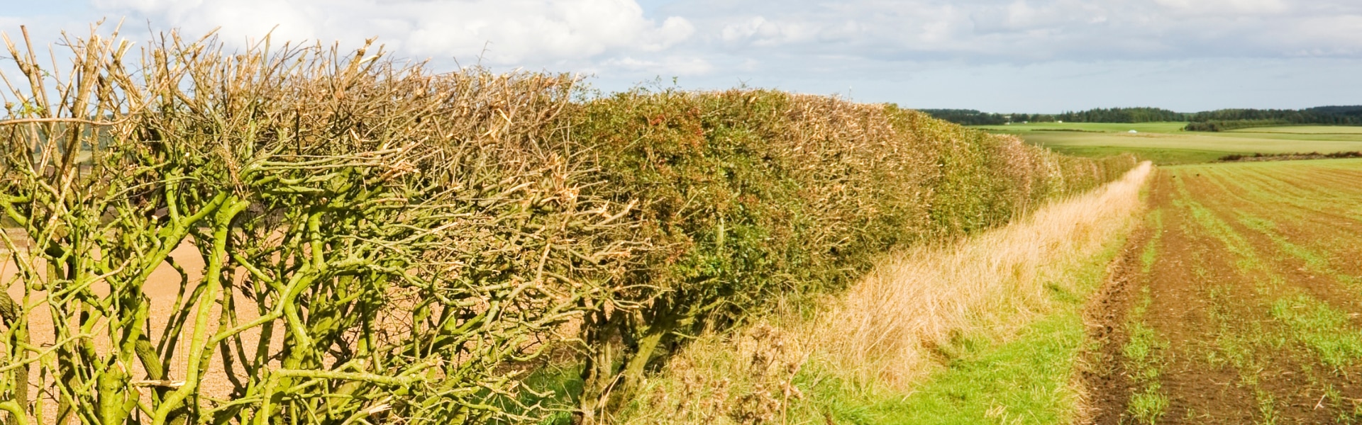 hedgerow in a field