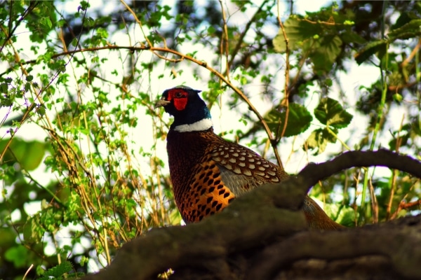Pheasant in tree