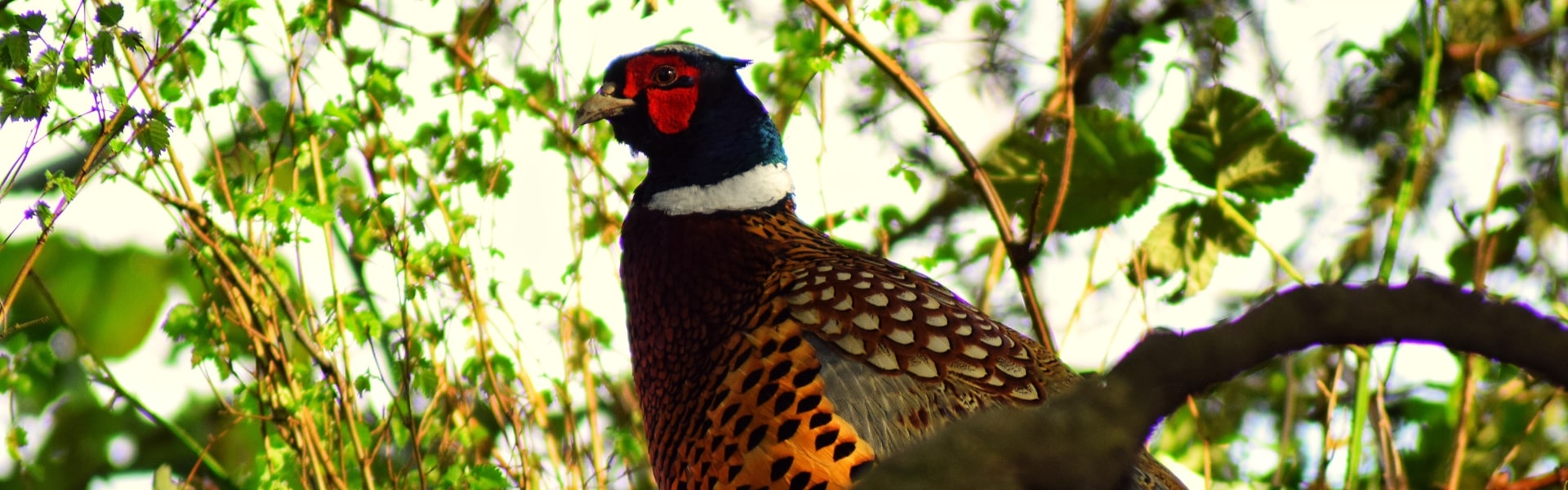 Pheasant in tree