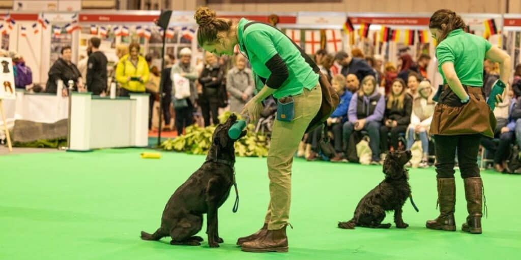 training for Crufts