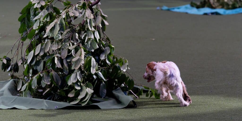 Crufts gundog display