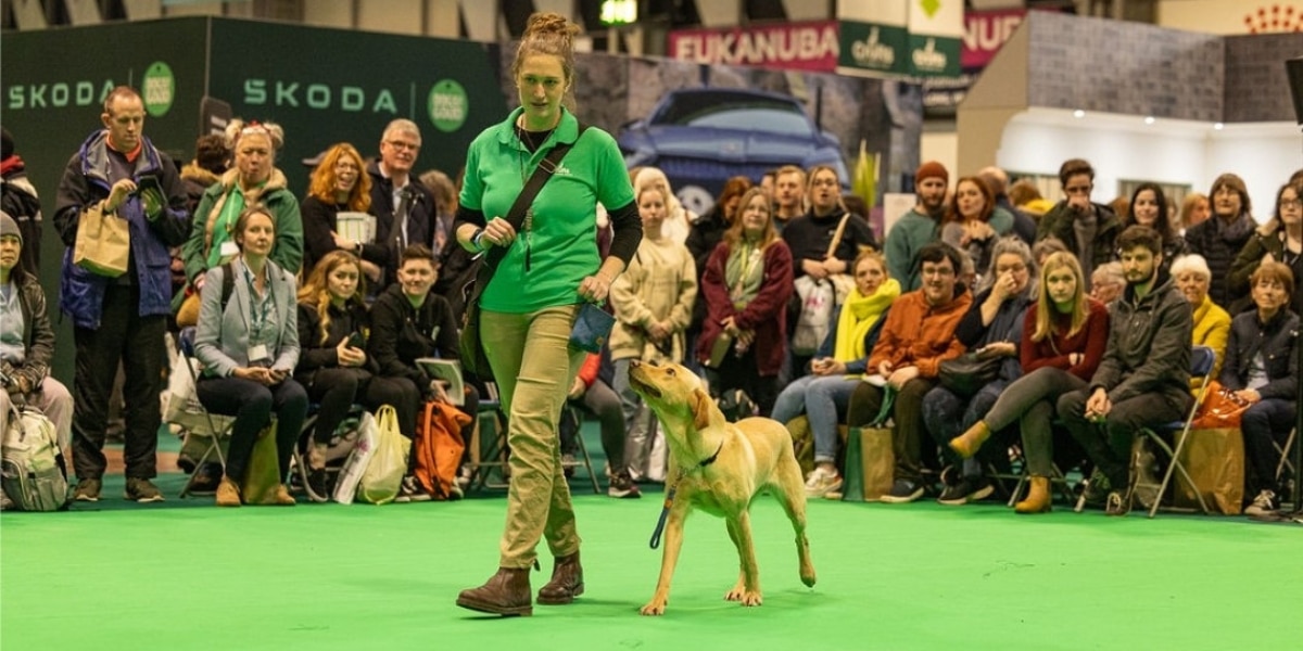 training for Crufts