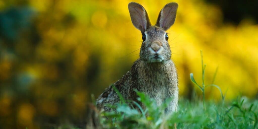 rabbit control