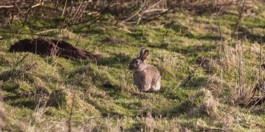 wild rabbit