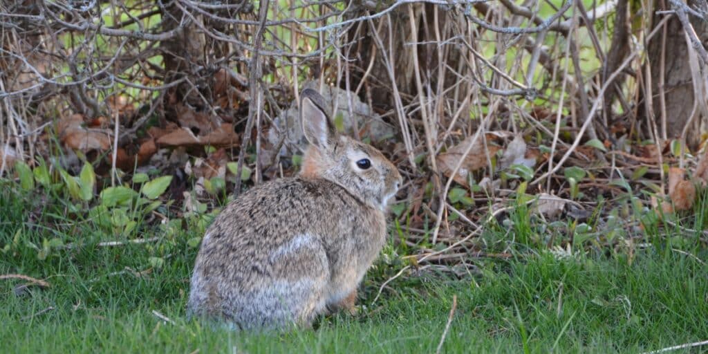 rabbit by a hedge