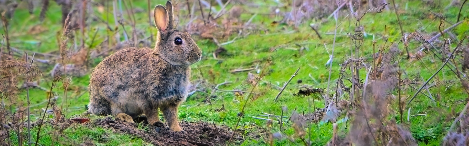 Rabbit control