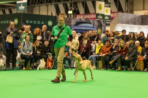 training for Crufts