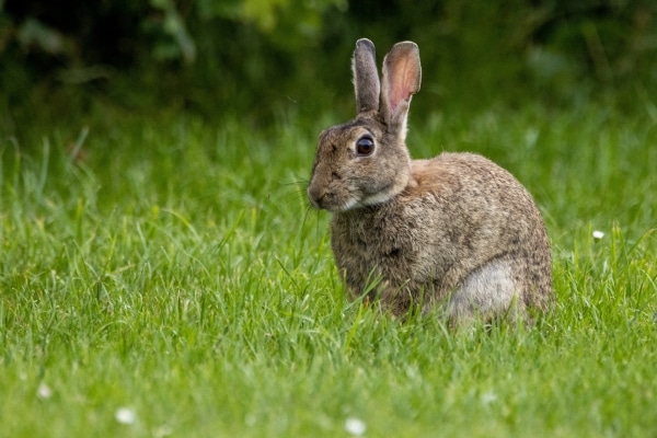 Rabbit control