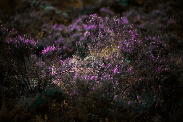 muirburn licensing scheme