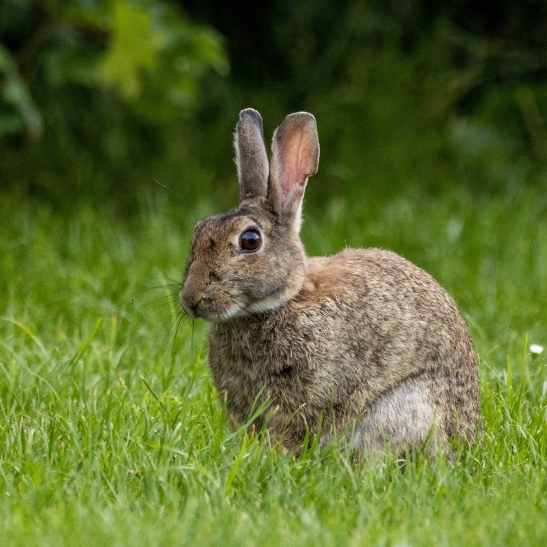 Rabbit control