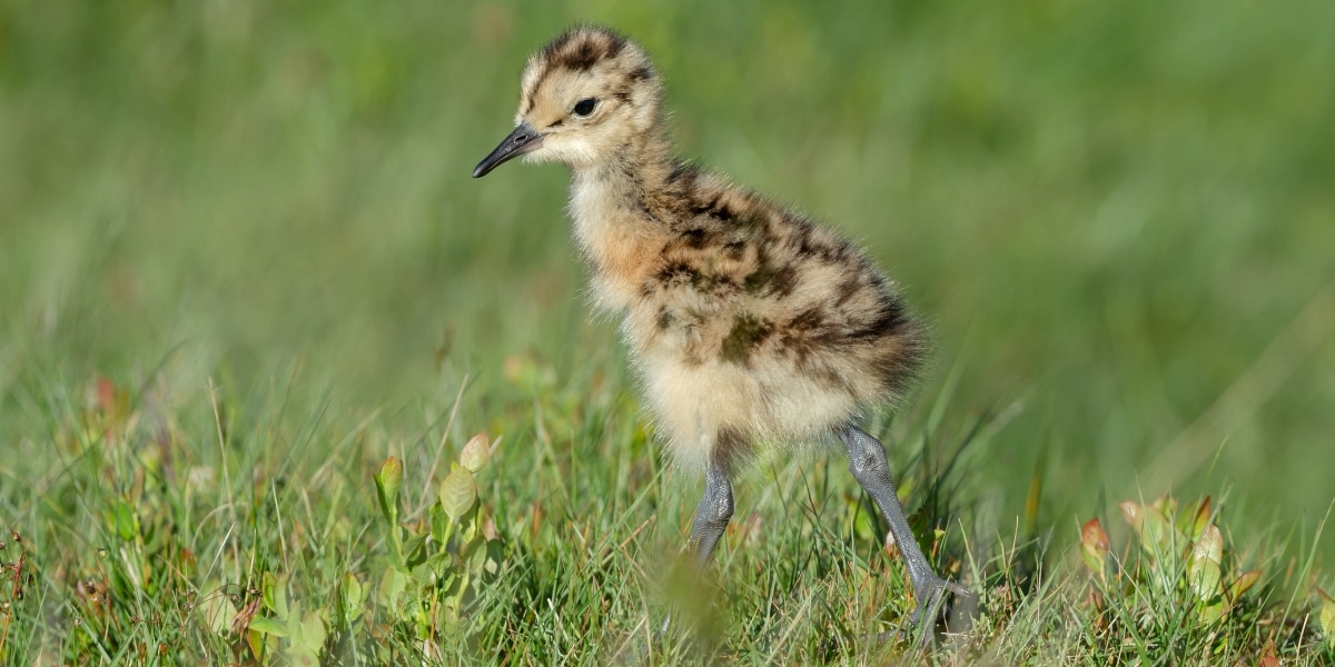 curlew chick