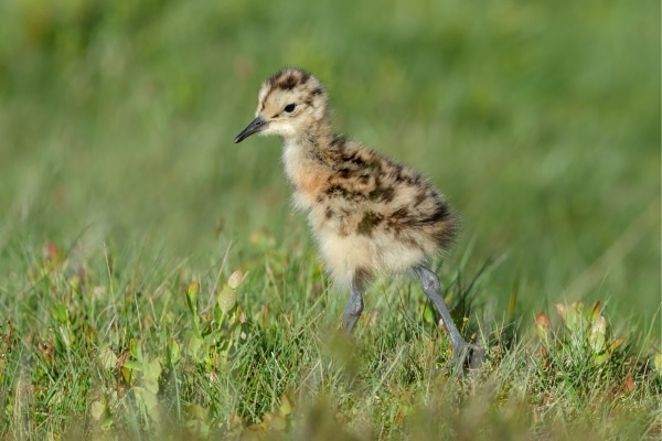 curlew chick