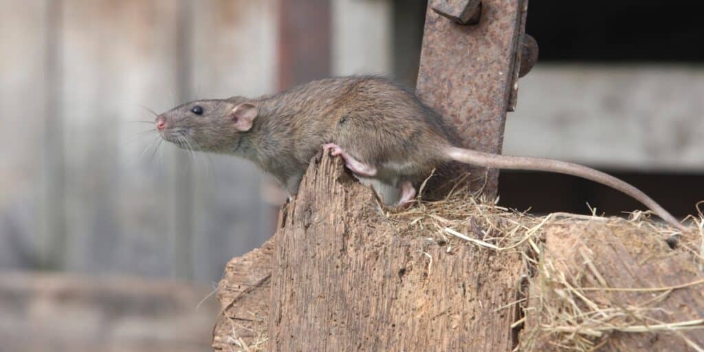 rodent