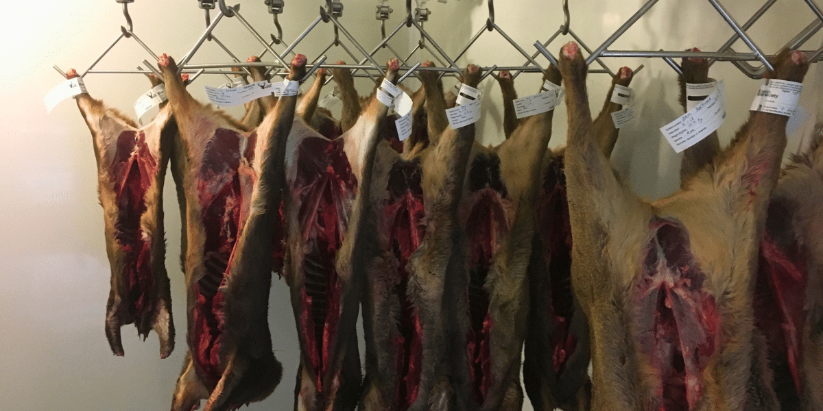 Deer chiller with carcasses hanging