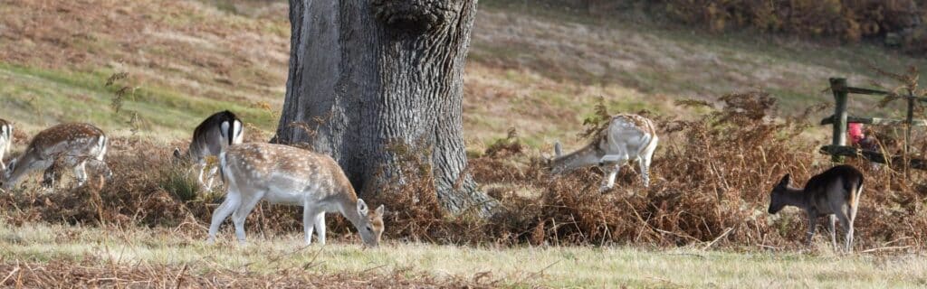fallow deer