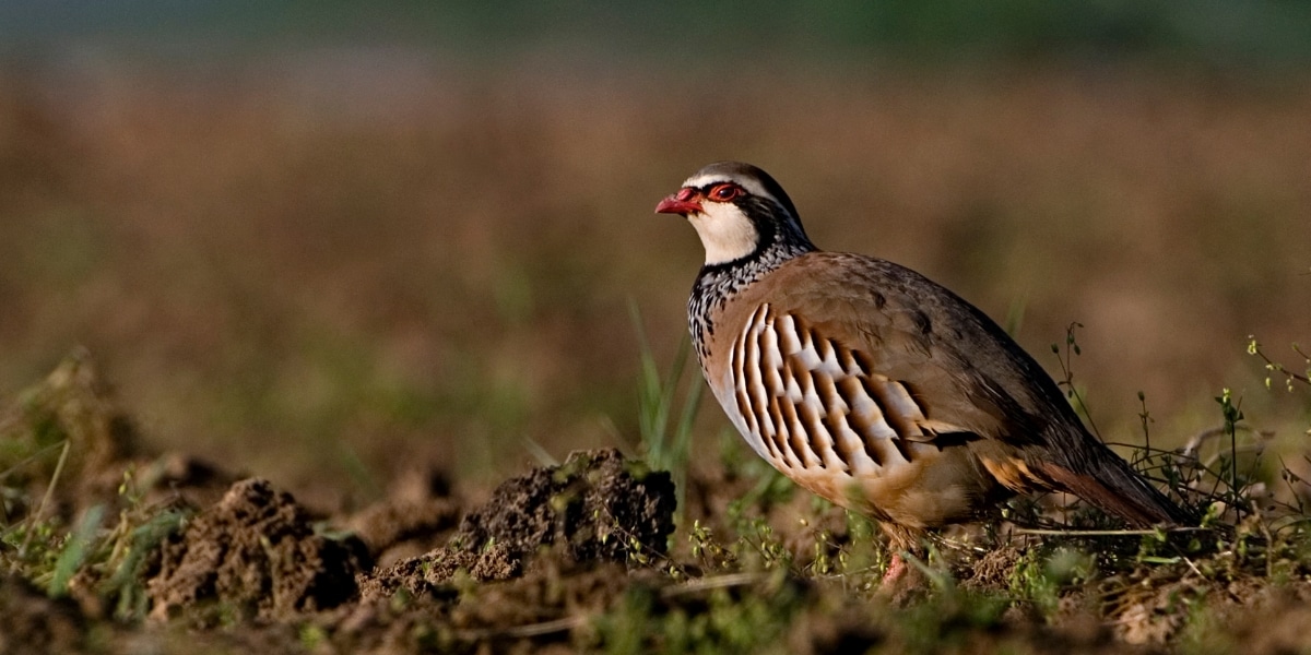 red legged partridge