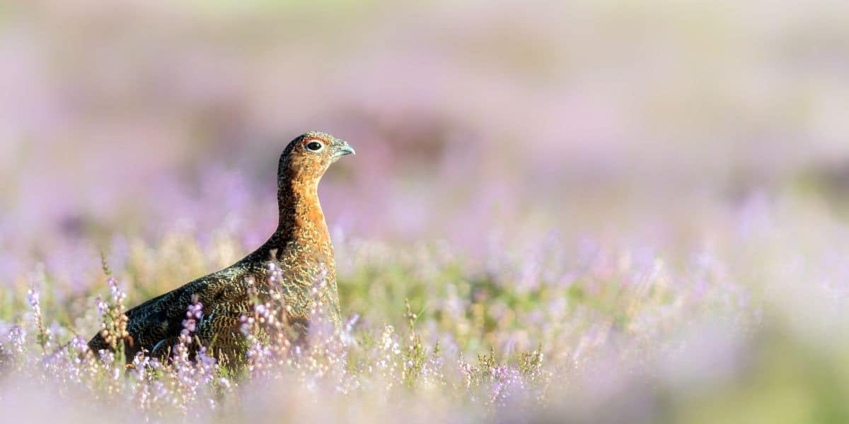 Red grouse in purple heather