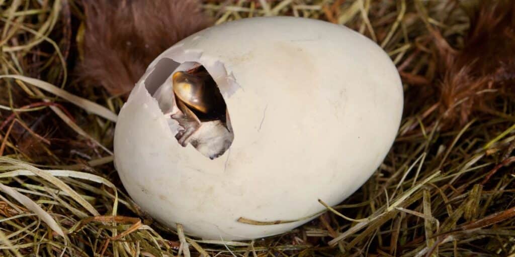 Duckling hatching