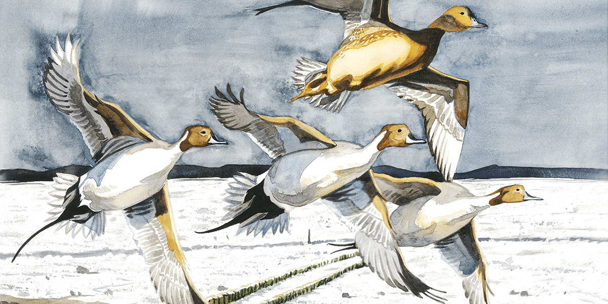 Pintail over Wentloog