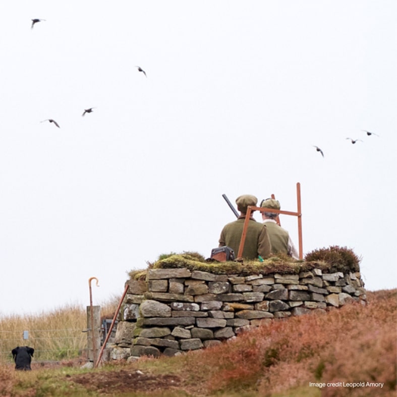 Shooting grouse from a butt