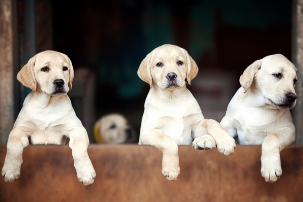 BASC Breeder Club