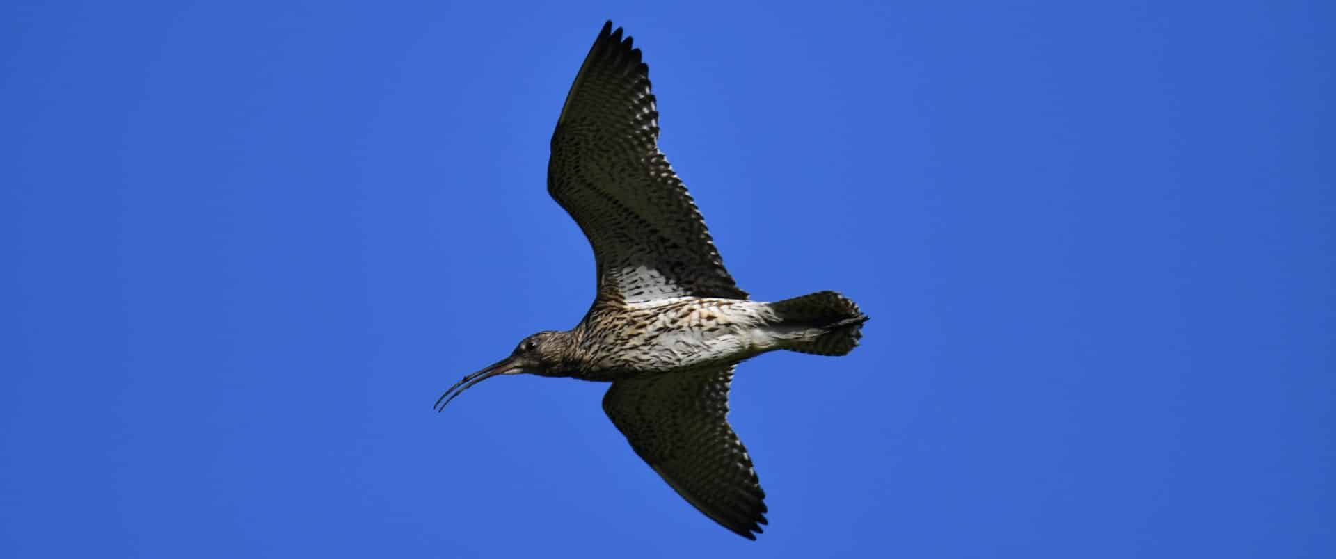 Curlew in flight by Nick Lane