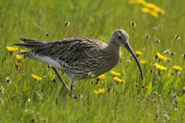 curlew in the grass