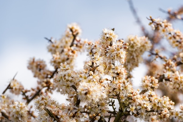 hawthorn hedge in bloom
