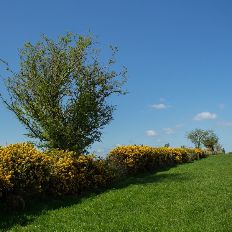 hedgerows