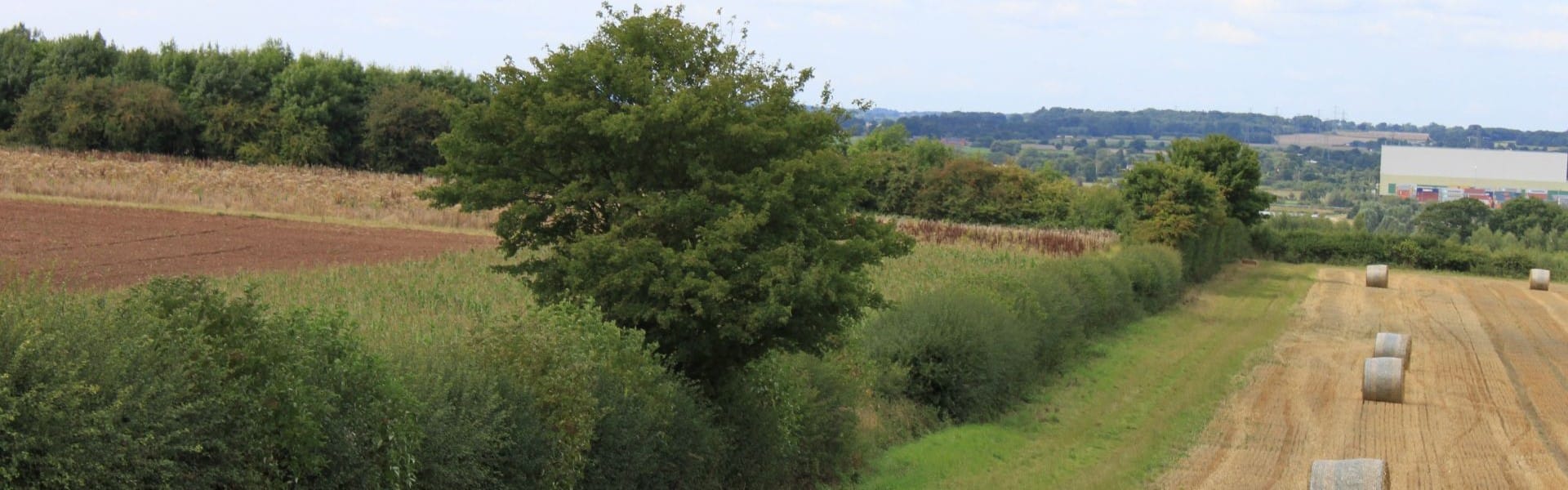 hedge by field and woodland