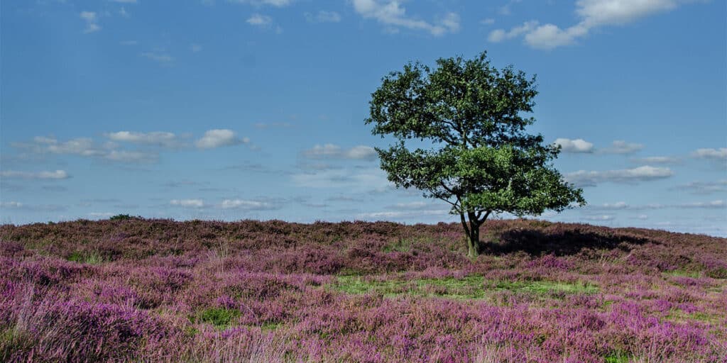 Moorland