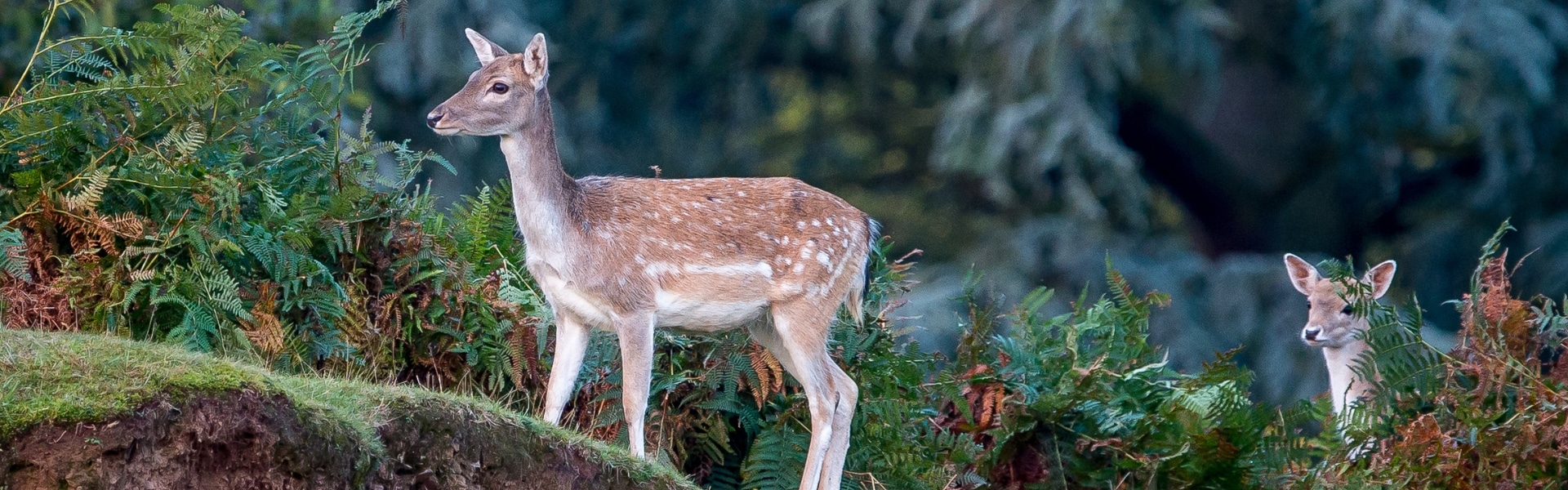 Fallow deer