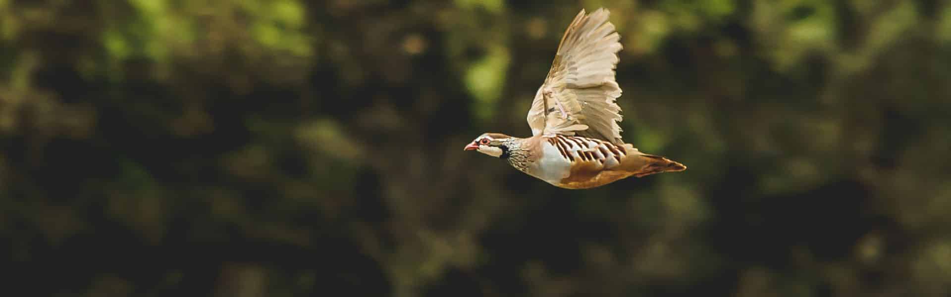 Redleg partridge