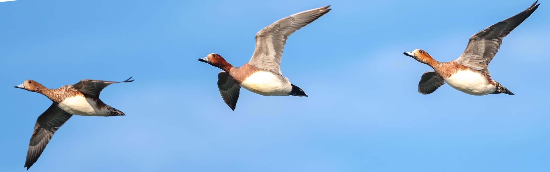 Wigeon wings