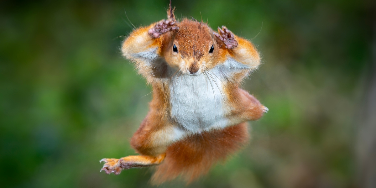 red squirrel