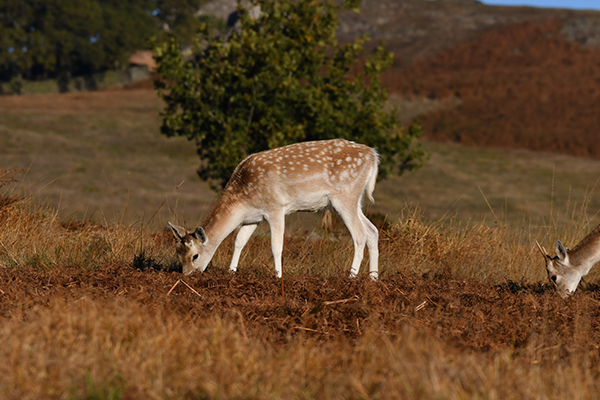 fallow