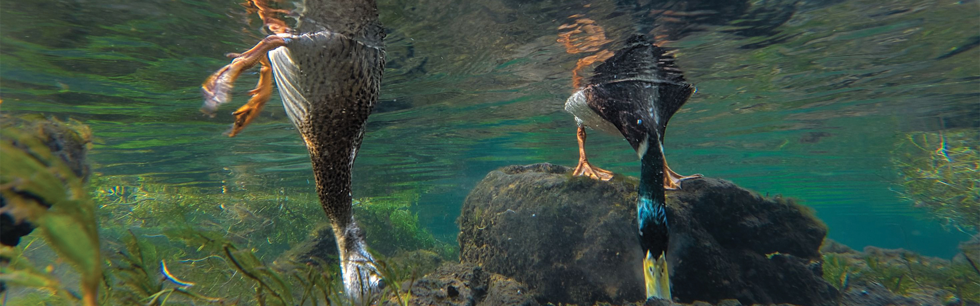 Two ducks dipping their heads under water