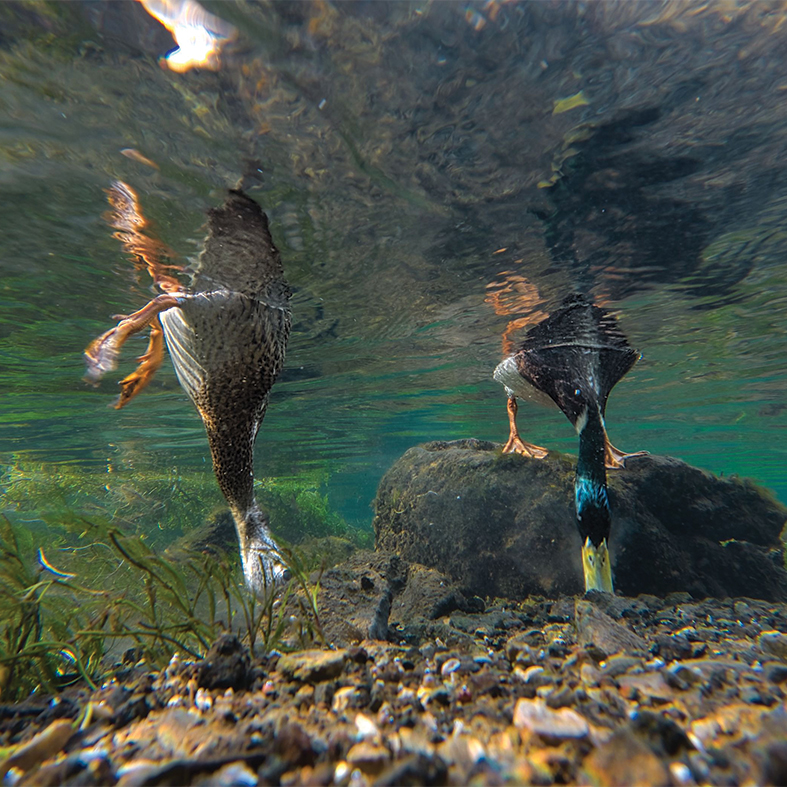 Two ducks dipping their heads under water